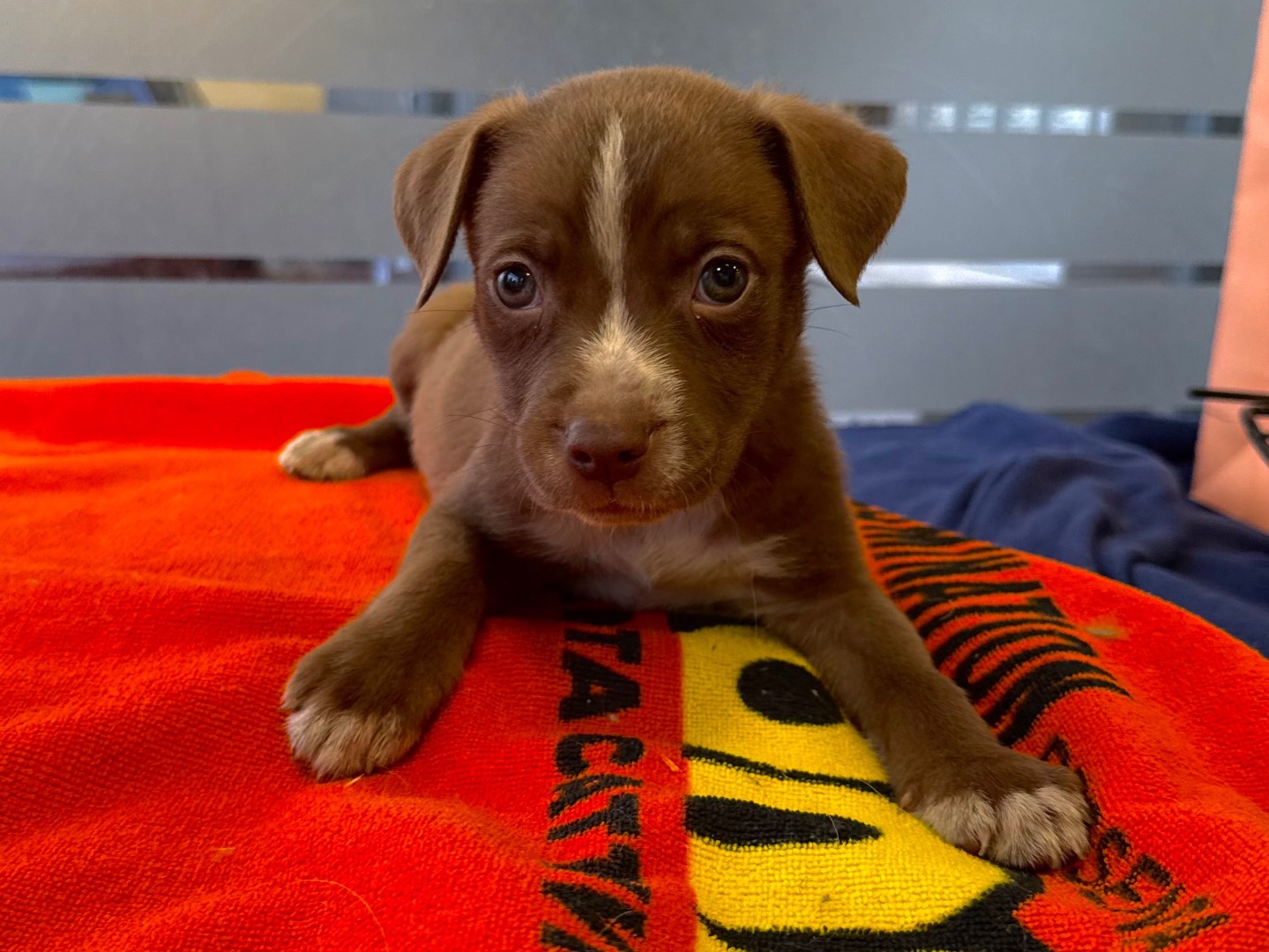 Adozione cane, maschio, Pitbull Razza sconosciuta, 2 mesi, taglia media, Roma