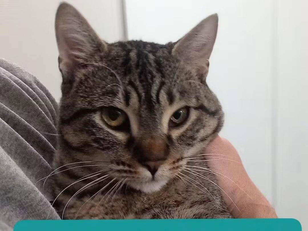 Adozione gatto, maschio, Razza sconosciuta Razza sconosciuta, 2 anni, taglia non valida, Brescia