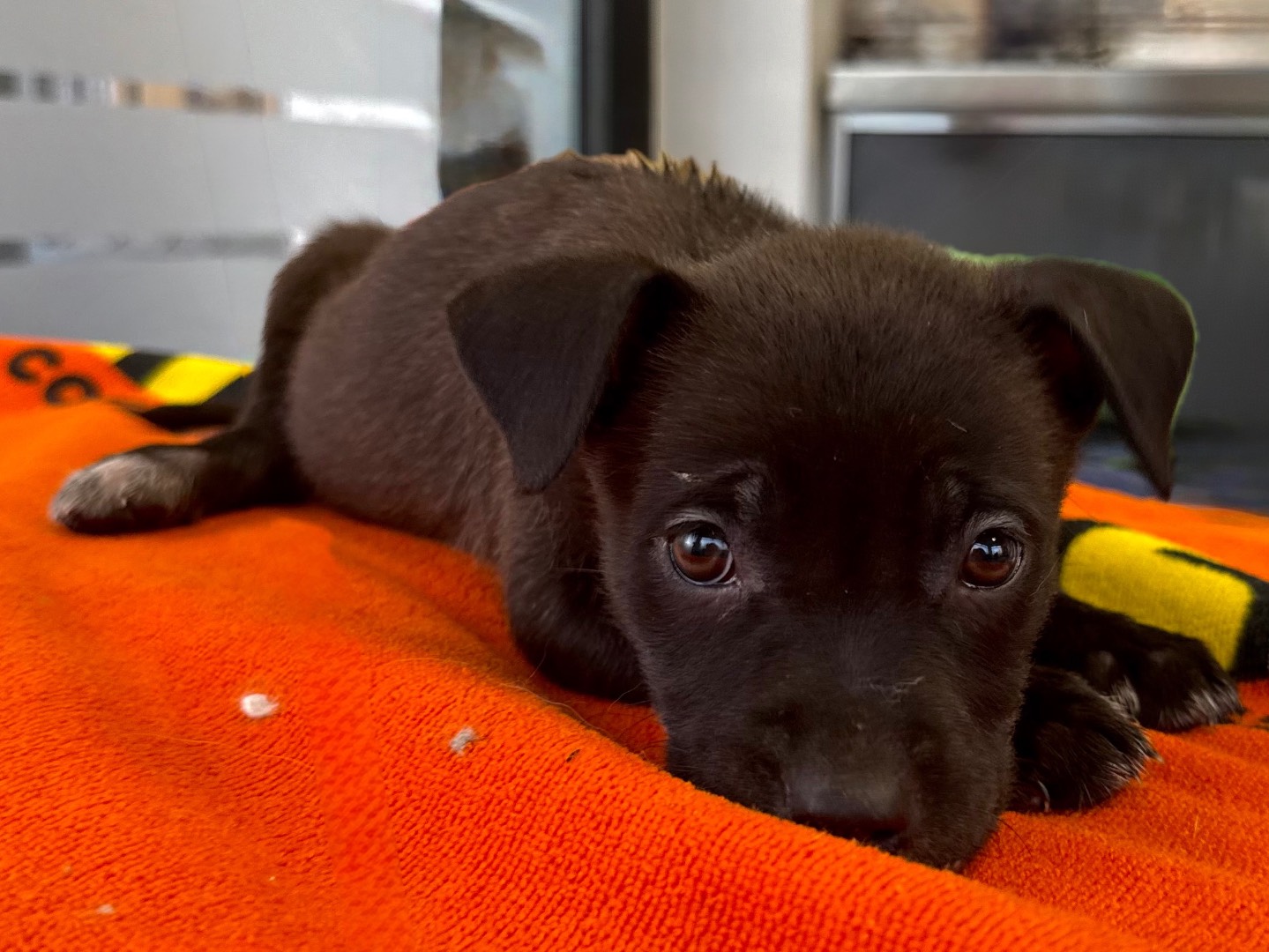 Adozione cane, femmina, Pitbull Razza sconosciuta, 2 mesi, taglia media, Roma