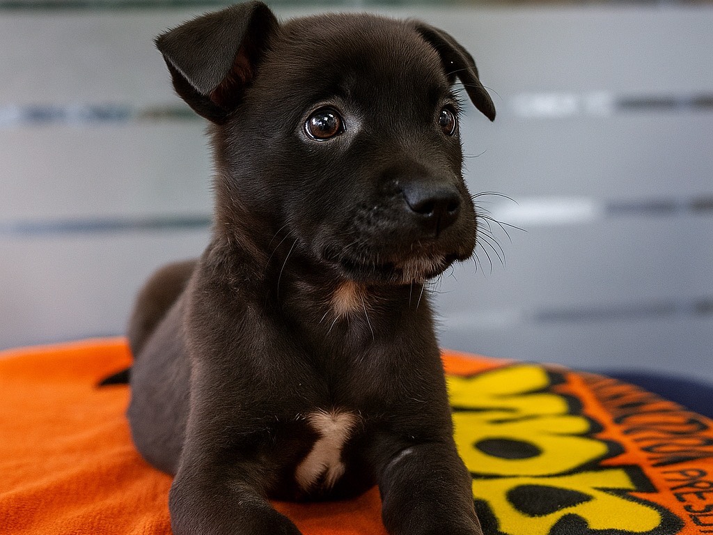 Adotta un cane, femmina, 2 mesi, Roma