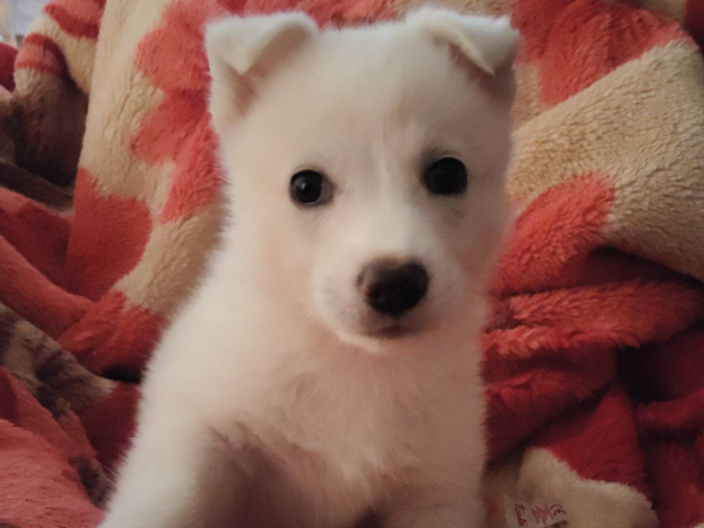 Adozione cane, femmina, Razza sconosciuta Razza sconosciuta, 2 mesi, taglia piccola, Bergamo