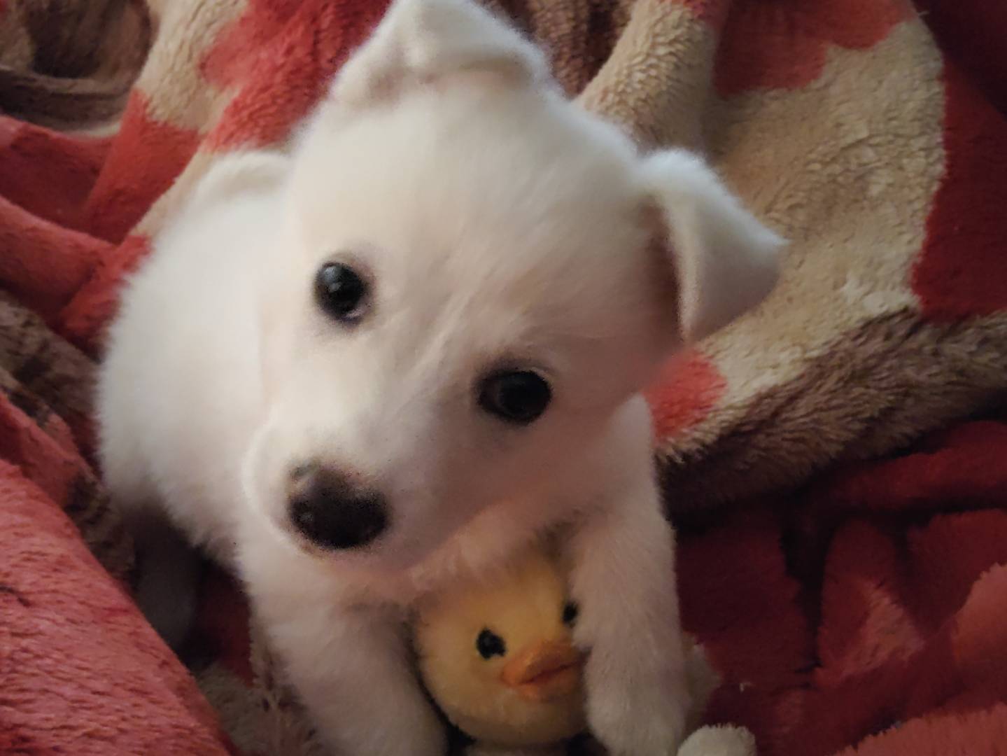 Adotta un cane, femmina, 2 mesi, Bergamo