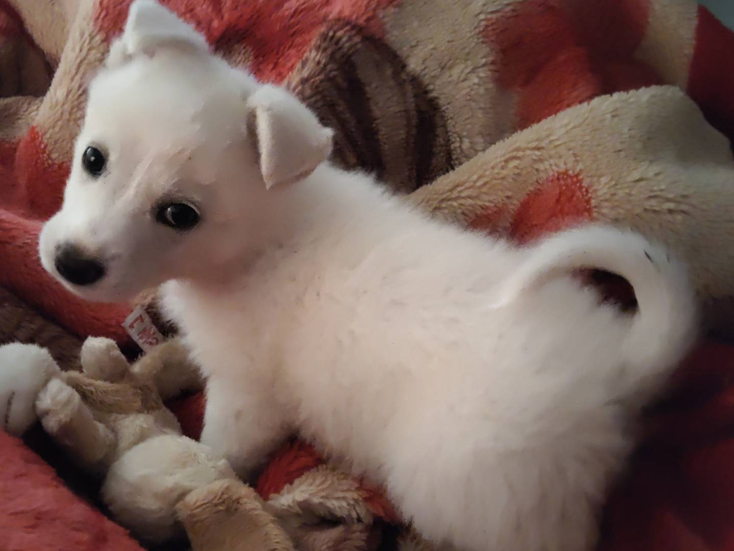 Adotta un cane, taglia piccola, femmina, Bergamo