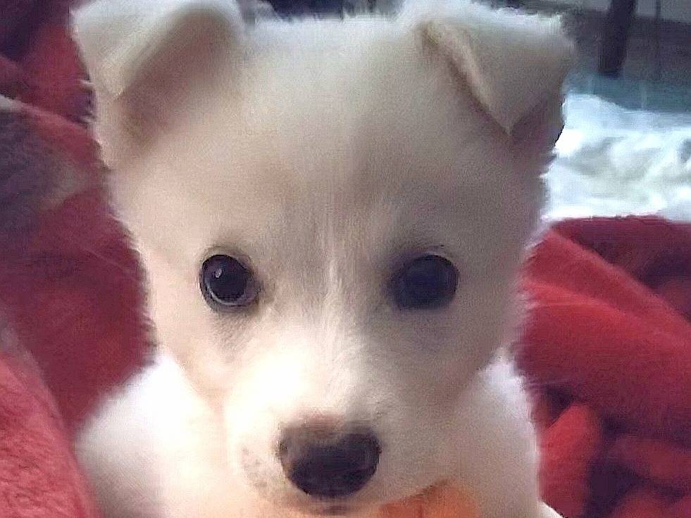 Adotta il cane SPLENDORA  a Bergamo