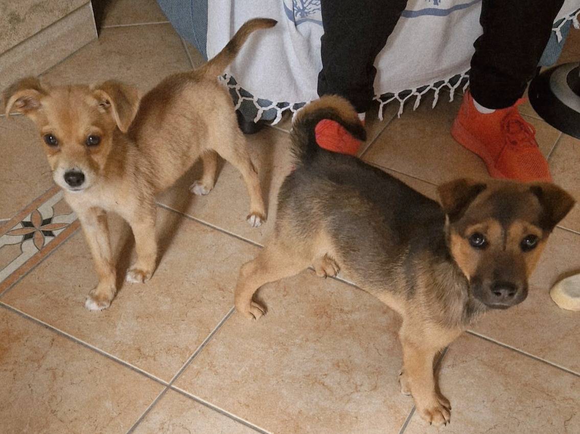 Adozione cane, maschio, Razza sconosciuta Razza sconosciuta, 2 mesi, taglia media contenuta, Varese