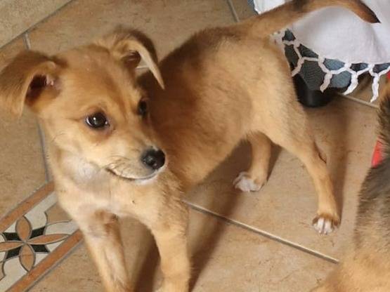 Adotta un cane, maschio, 2 mesi, Varese