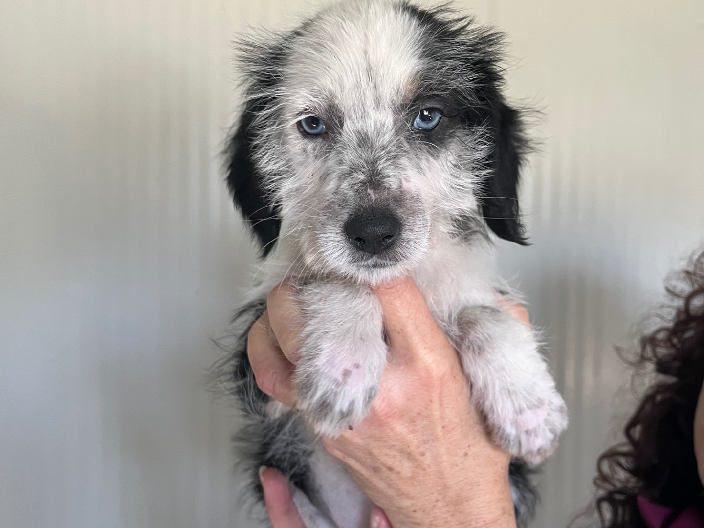 Adozione cane, femmina, Razza sconosciuta Razza sconosciuta, 2 mesi, taglia media contenuta, Benevento