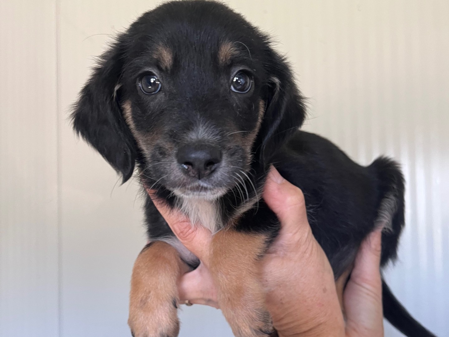 Adozione cane, femmina, Razza sconosciuta Razza sconosciuta, 2 mesi, taglia media contenuta, Benevento