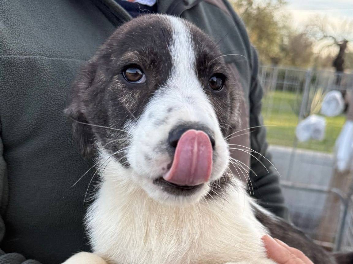 Adozione cane, femmina, Razza sconosciuta Razza sconosciuta, 3 mesi, taglia media, Matera