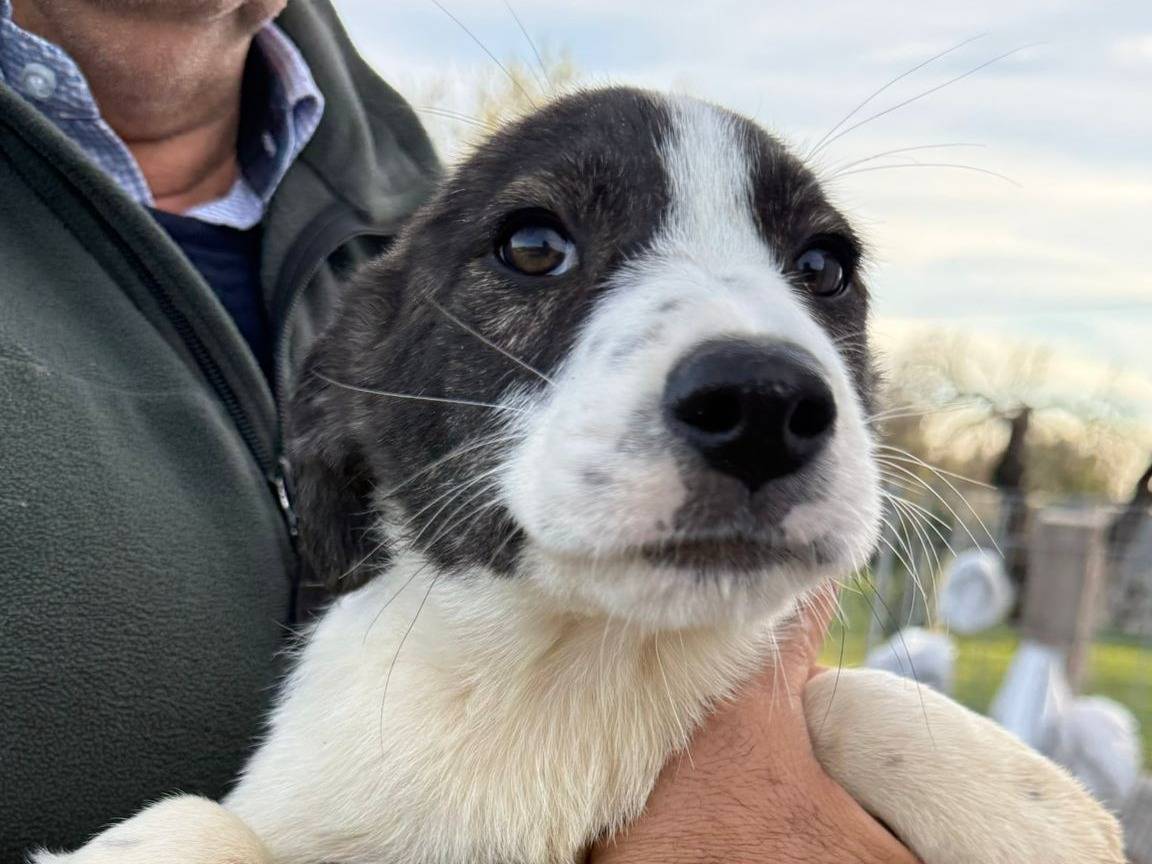 Adotta un cane, femmina, 3 mesi, Matera