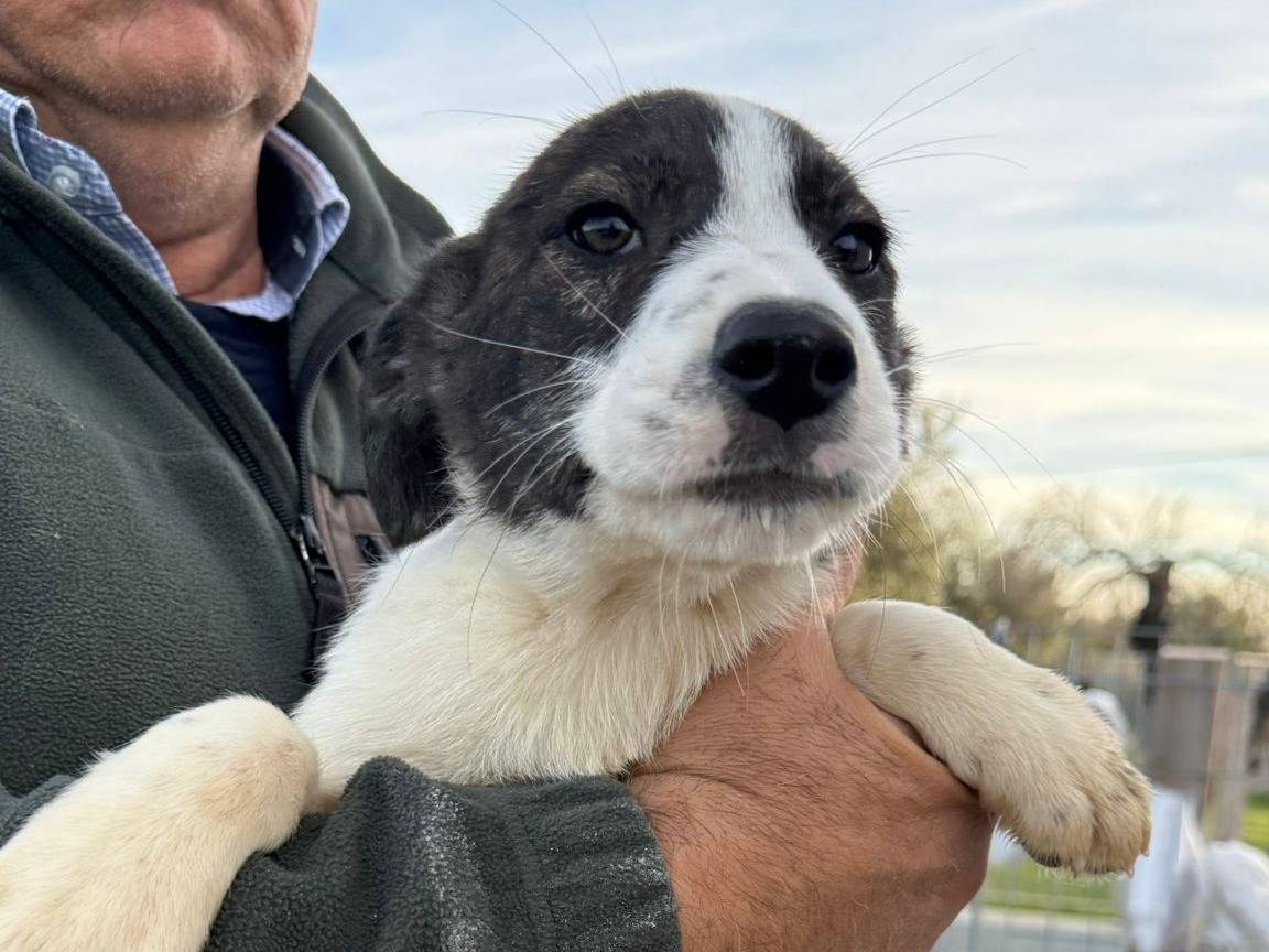 Adotta un cane, taglia media, femmina, Matera