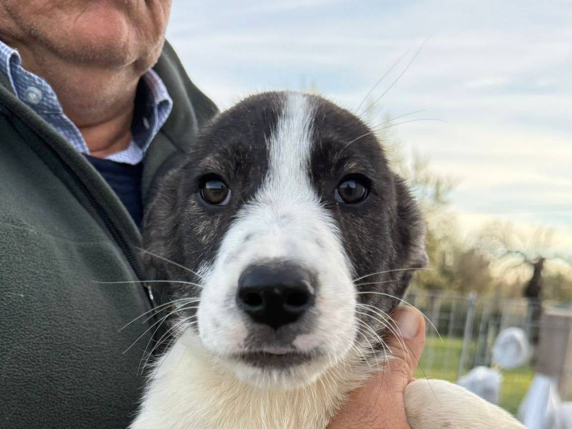 Vuoi adottare un cane a Matera?