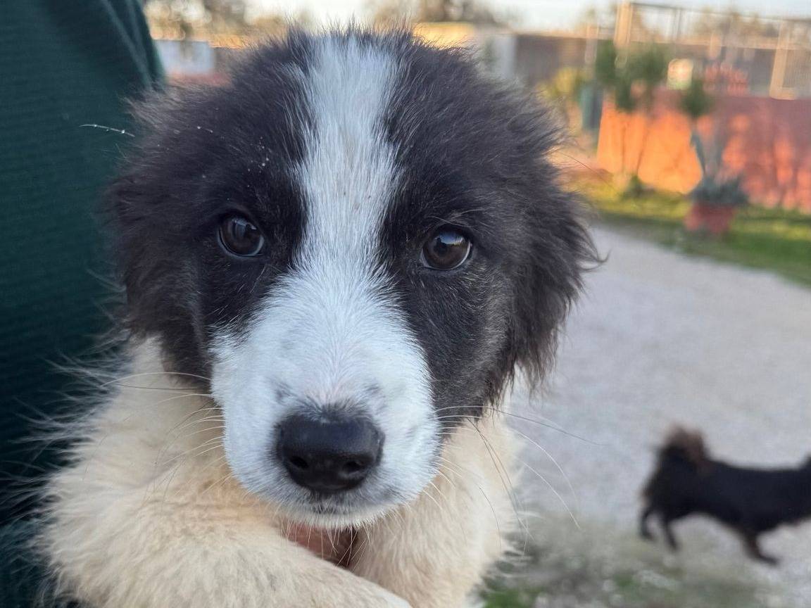 Adozione cane, maschio, Razza sconosciuta Razza sconosciuta, 3 mesi, taglia media, Matera