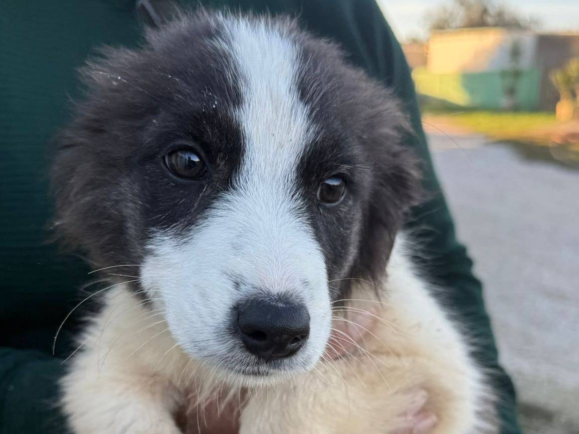 Adotta un cane, maschio, 3 mesi, Matera