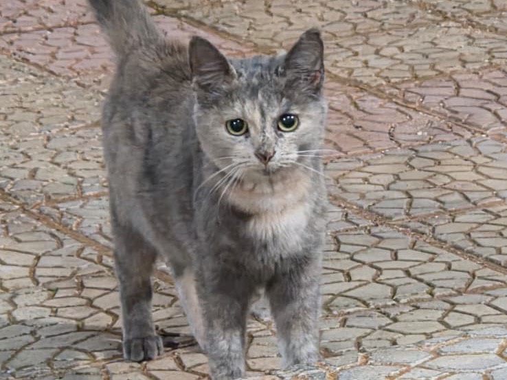 Adozione gatto, femmina, Razza sconosciuta Razza sconosciuta, 4 mesi, taglia non valida, Bari