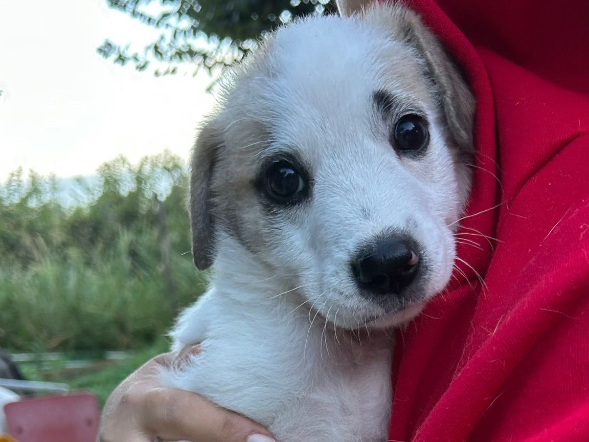 Adozione cane, maschio, Razza sconosciuta Razza sconosciuta, 2 mesi, taglia media contenuta, Savona