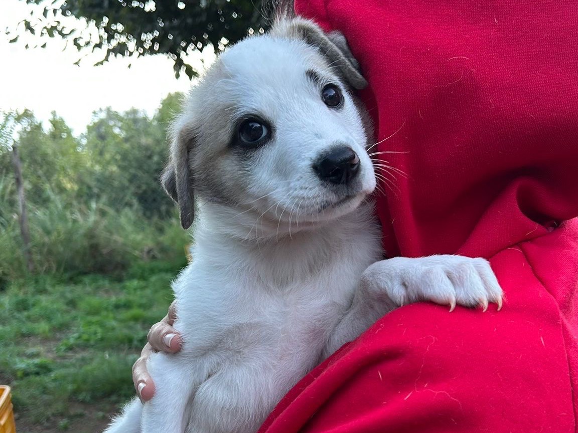 Adotta un cane, maschio, 2 mesi, Savona