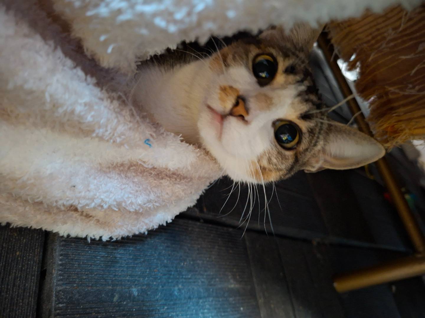 Adozione gatto, femmina, Razza sconosciuta Razza sconosciuta, 1 anno e 8 mesi, taglia non valida, Piacenza