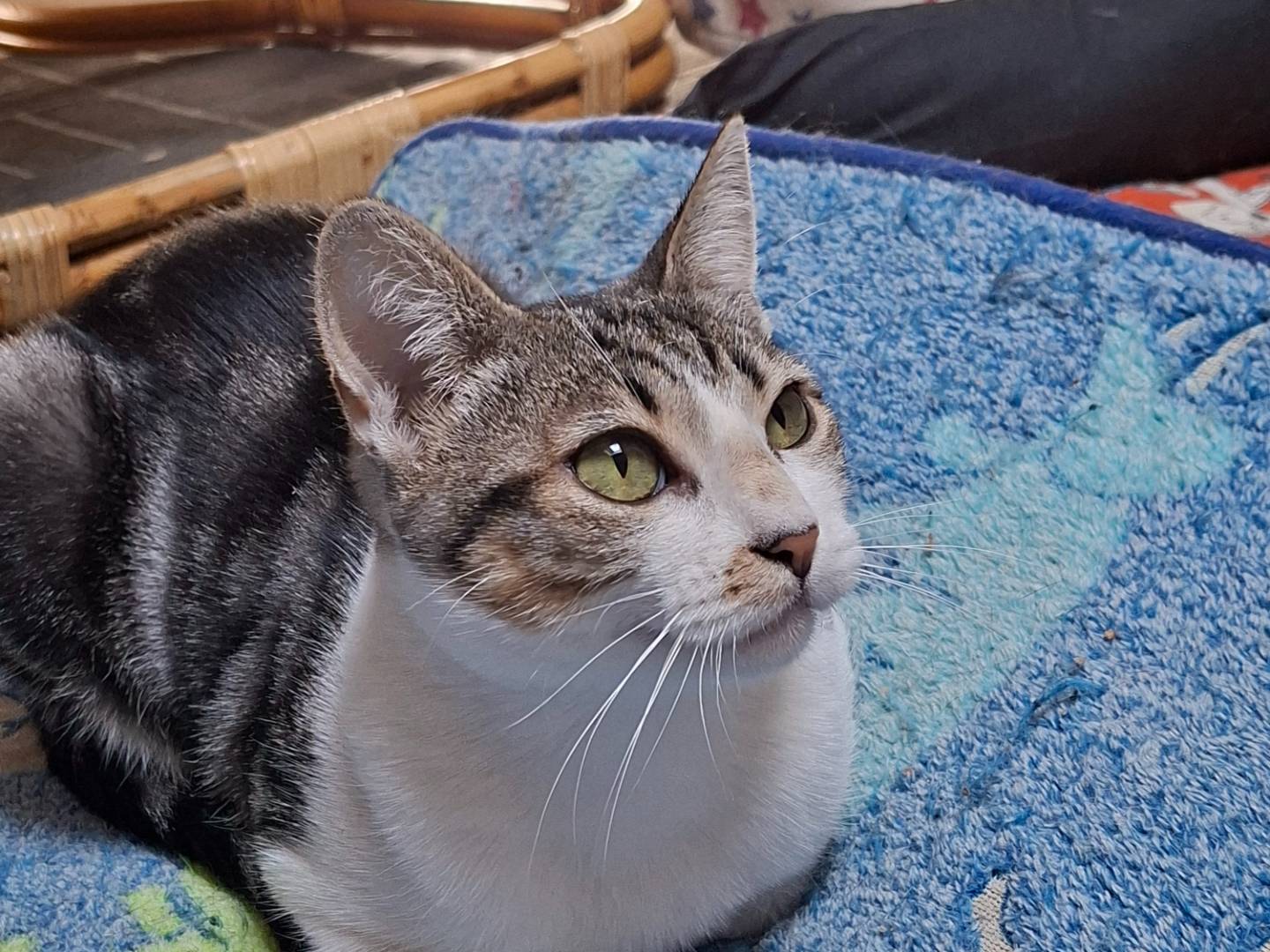 Adotta un gatto, femmina, 1 anno e 8 mesi, Piacenza