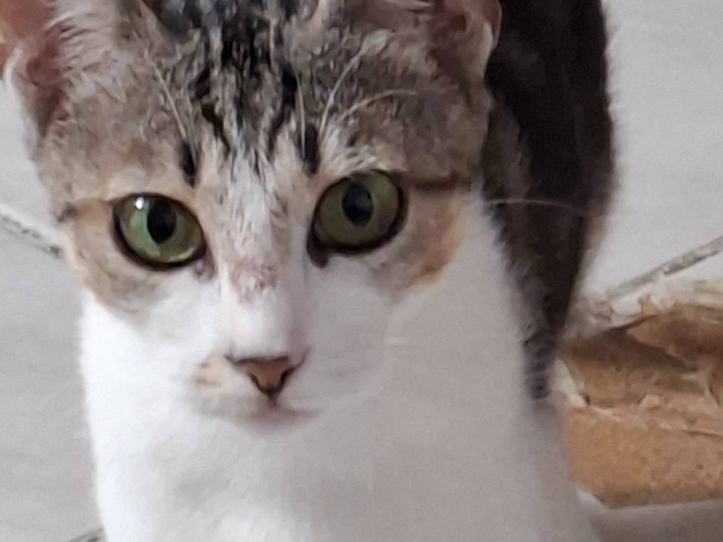 Adotta un gatto, taglia non valida, femmina, Piacenza
