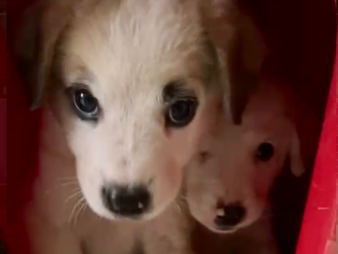 Adotta un cane, taglia media contenuta, maschio, Savona