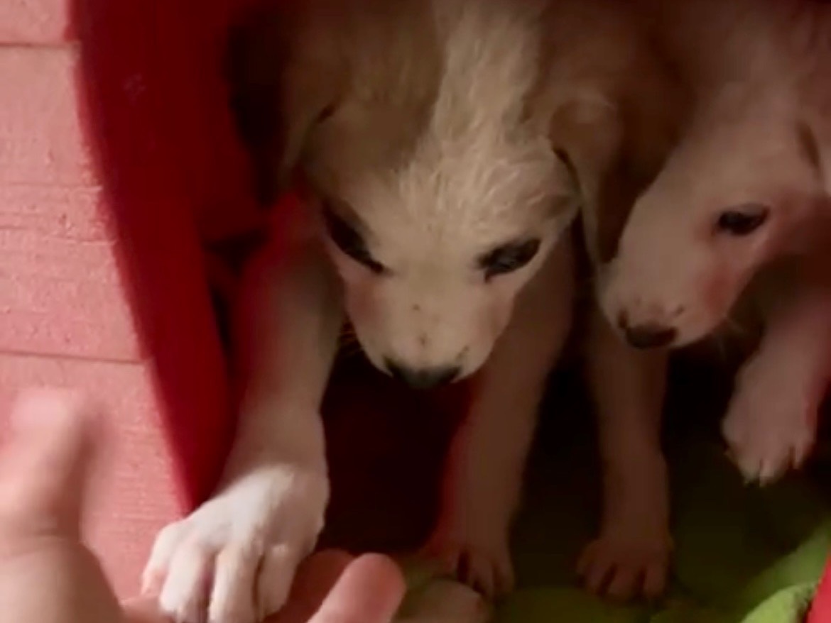 Vuoi adottare un cane a Savona?