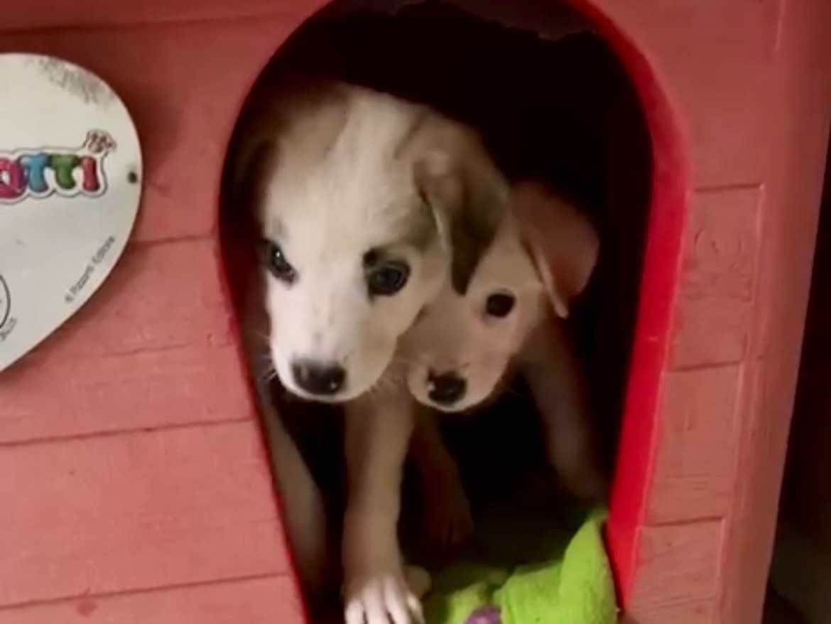 Adotta il cane Bart a Savona