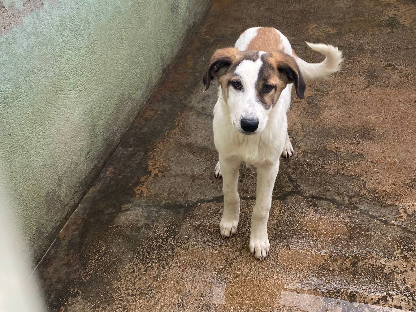 Adotta il cane Jinny a Avellino