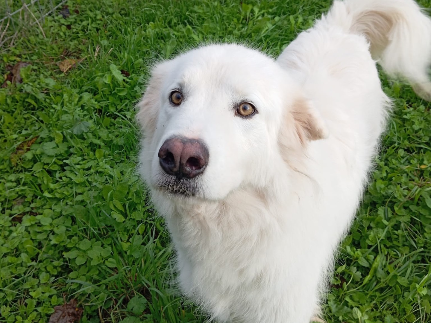 Adozione cane, maschio, Razza sconosciuta Razza sconosciuta, 8 anni, taglia grande, Latina
