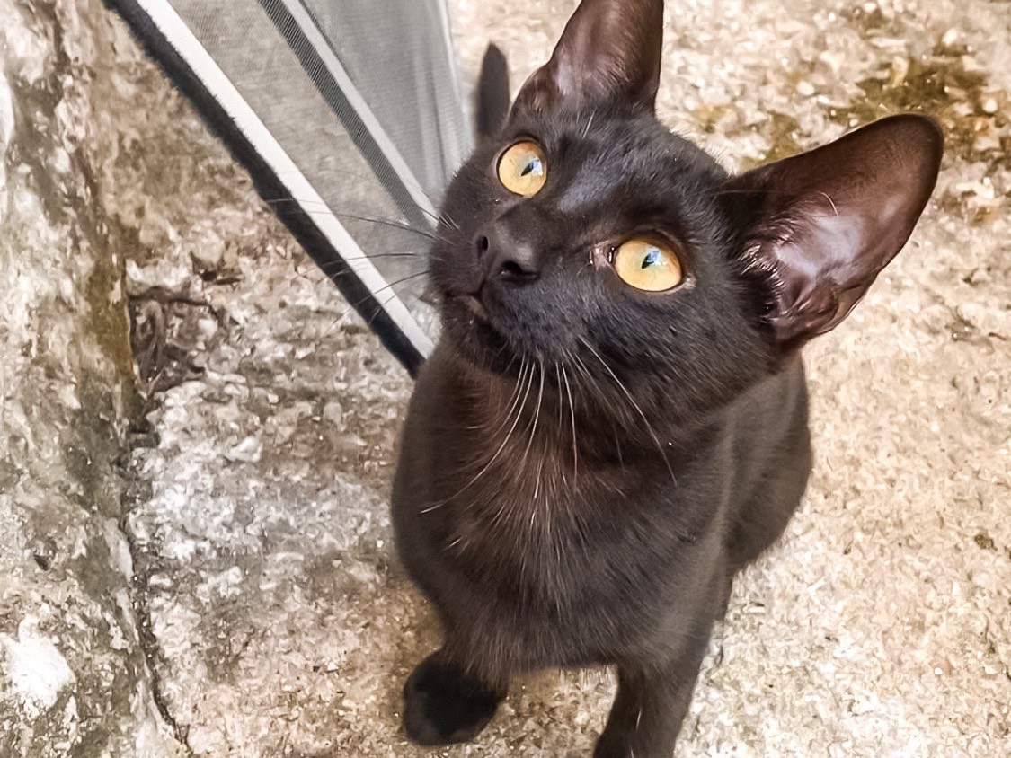 Adozione gatto, maschio, Razza sconosciuta Razza sconosciuta, 7 mesi, taglia non valida, Taranto