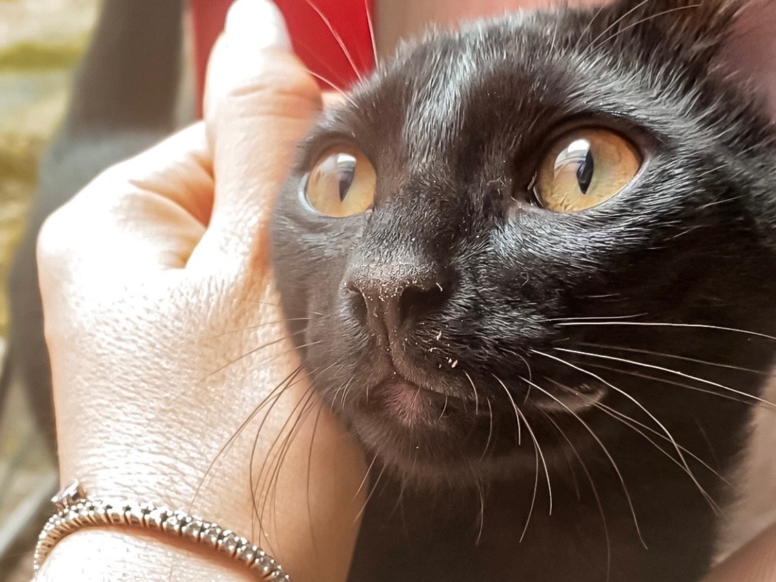 Adotta un gatto, maschio, 7 mesi, Taranto