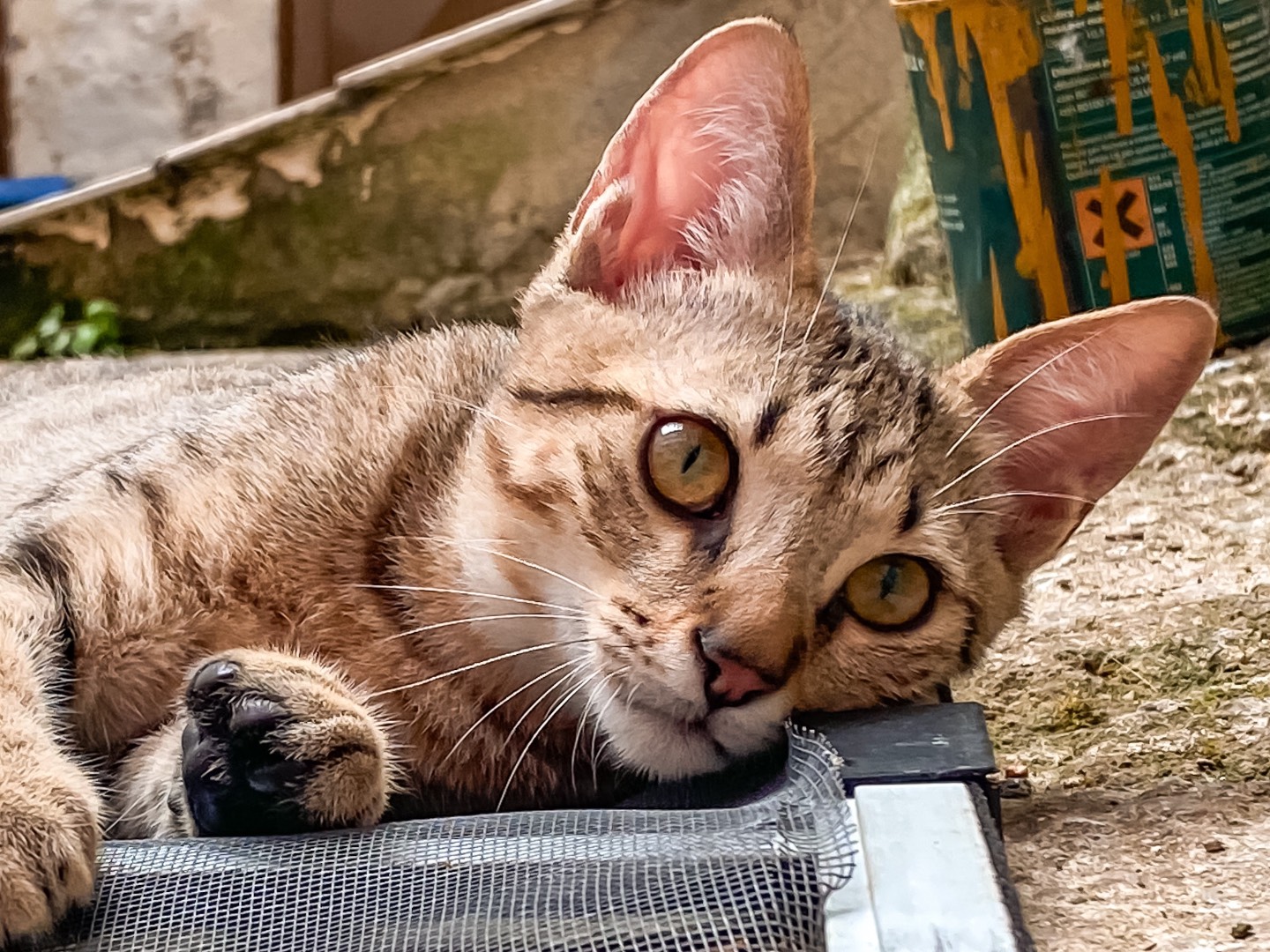 Adotta un gatto, taglia non valida, maschio, Taranto