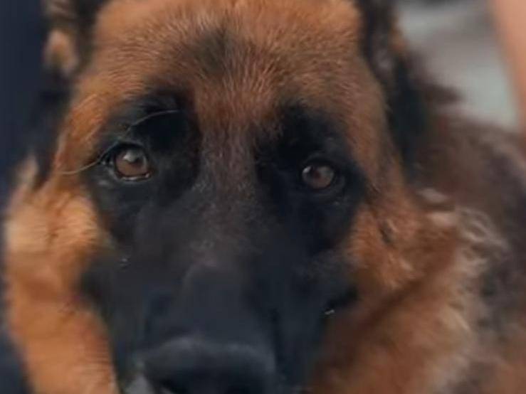 Vuoi adottare un cane a Caserta?