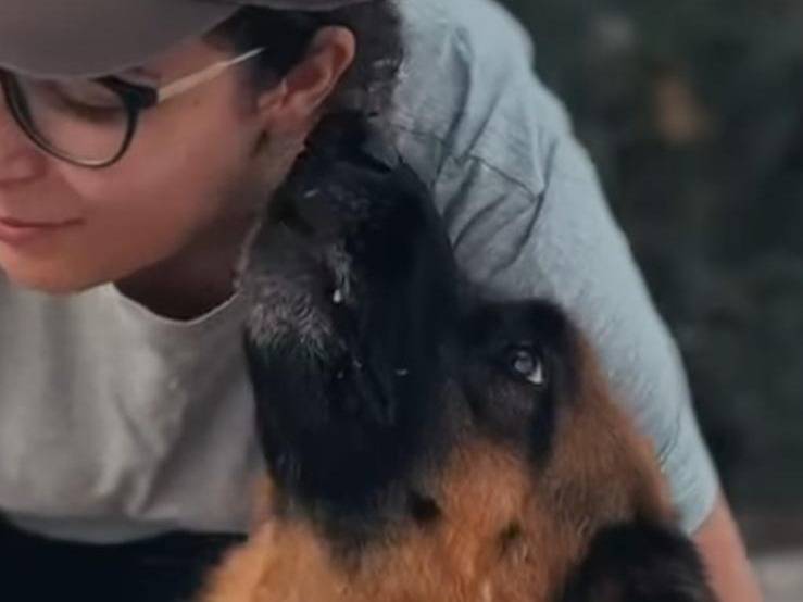 Adotta il cane TYSON PASTORE TEDESCO  a Caserta