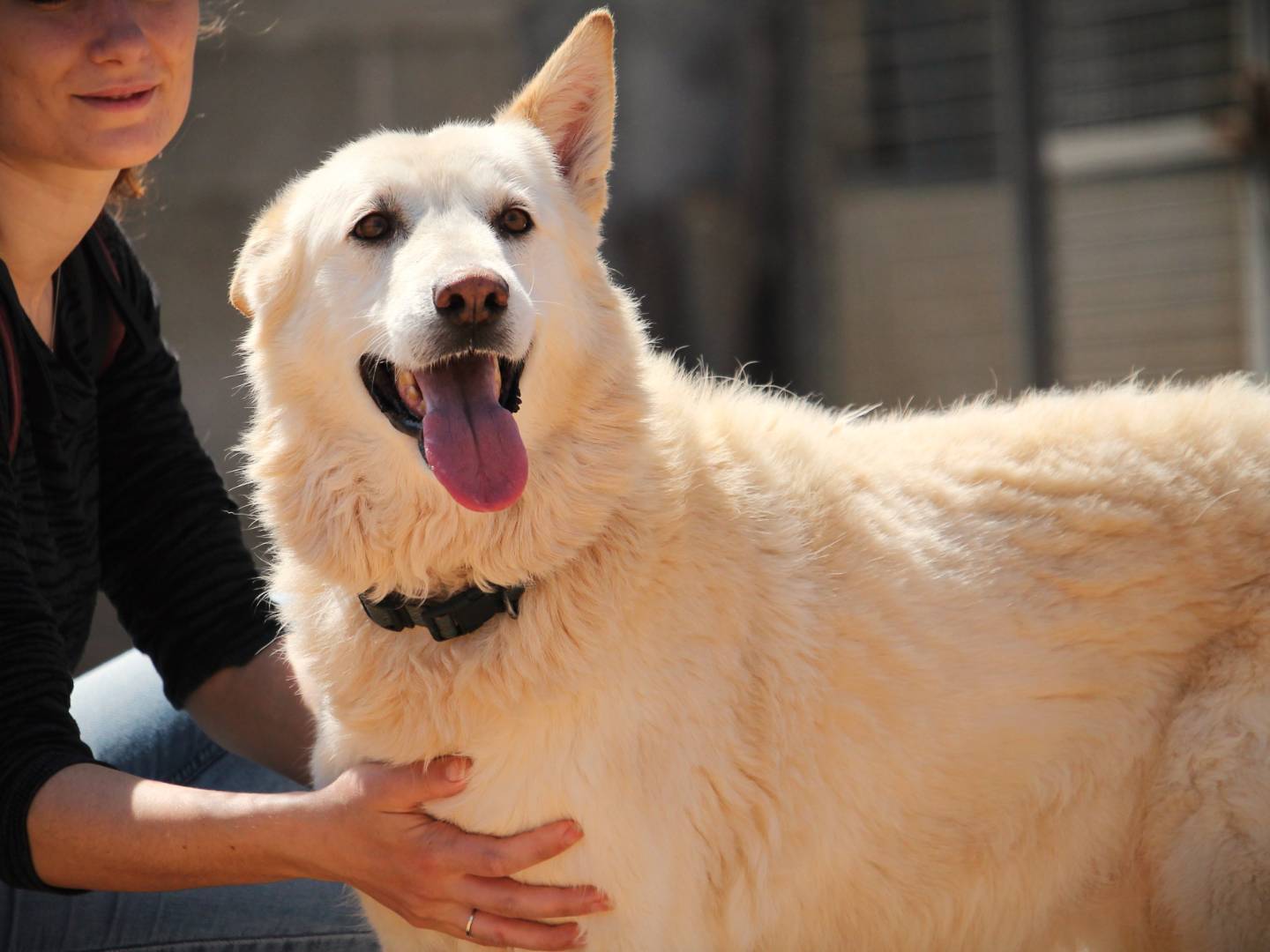 Adotta il cane Jenna a Lecce