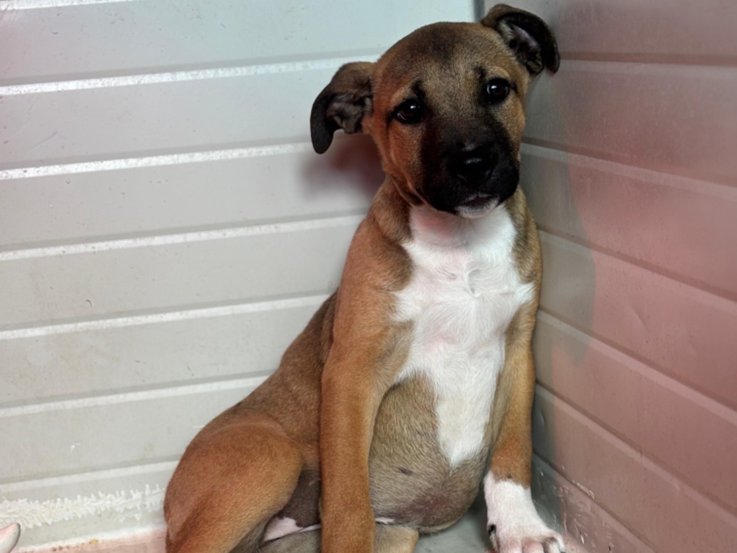 Adozione cane, femmina, Razza sconosciuta Razza sconosciuta, 3 mesi, taglia grande, Napoli