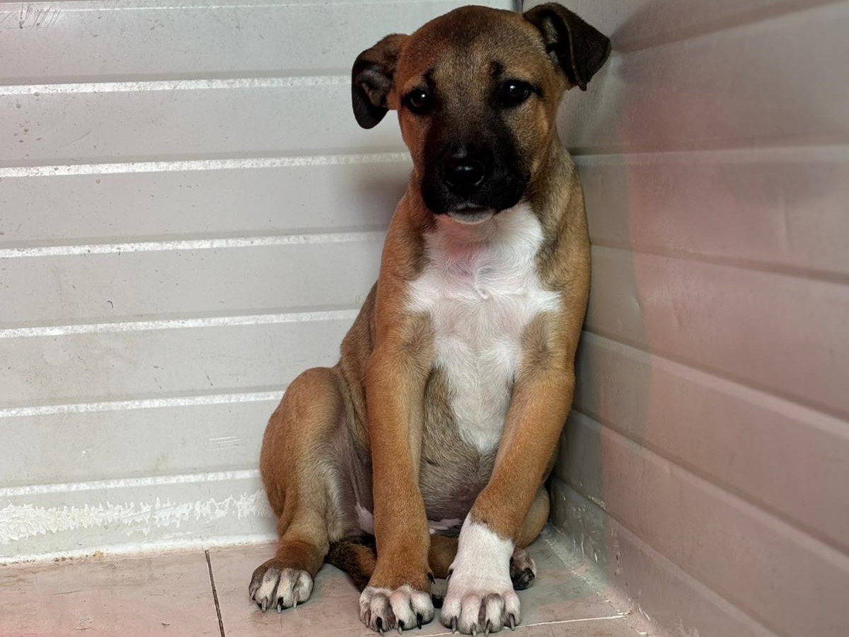 Adotta un cane, femmina, 3 mesi, Napoli