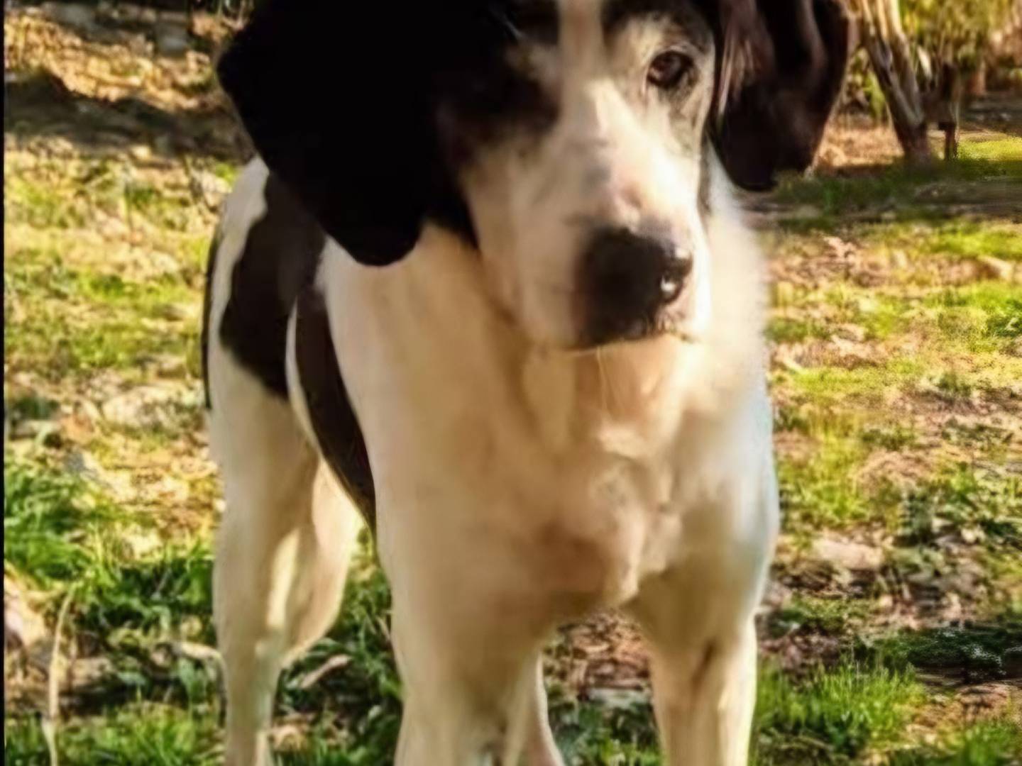 Adozione cane, maschio, Razza sconosciuta Razza sconosciuta, 15 anni e 5 mesi, taglia media, Terni