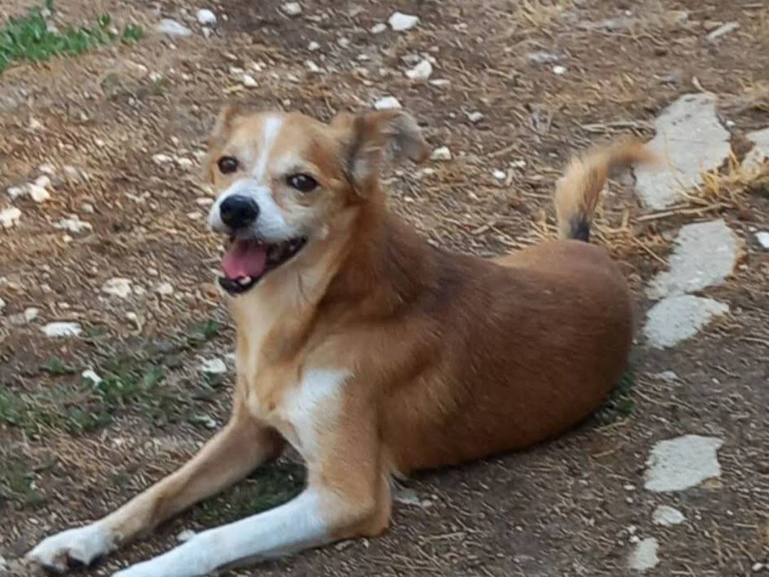 Adozione cane, maschio, Razza sconosciuta Razza sconosciuta, 9 anni e 9 mesi, taglia piccola, Terni