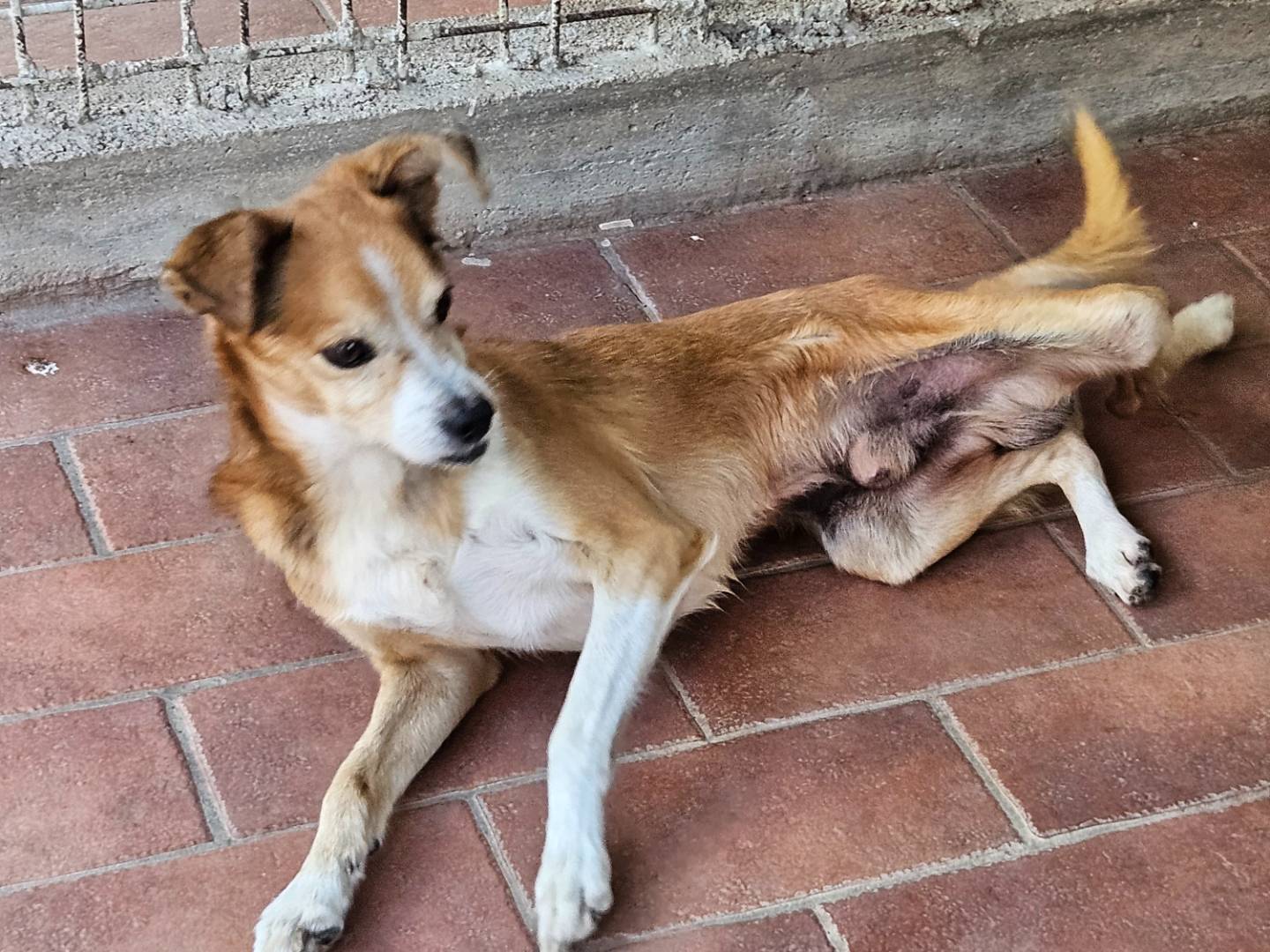 Adotta un cane, maschio, 9 anni e 9 mesi, Terni