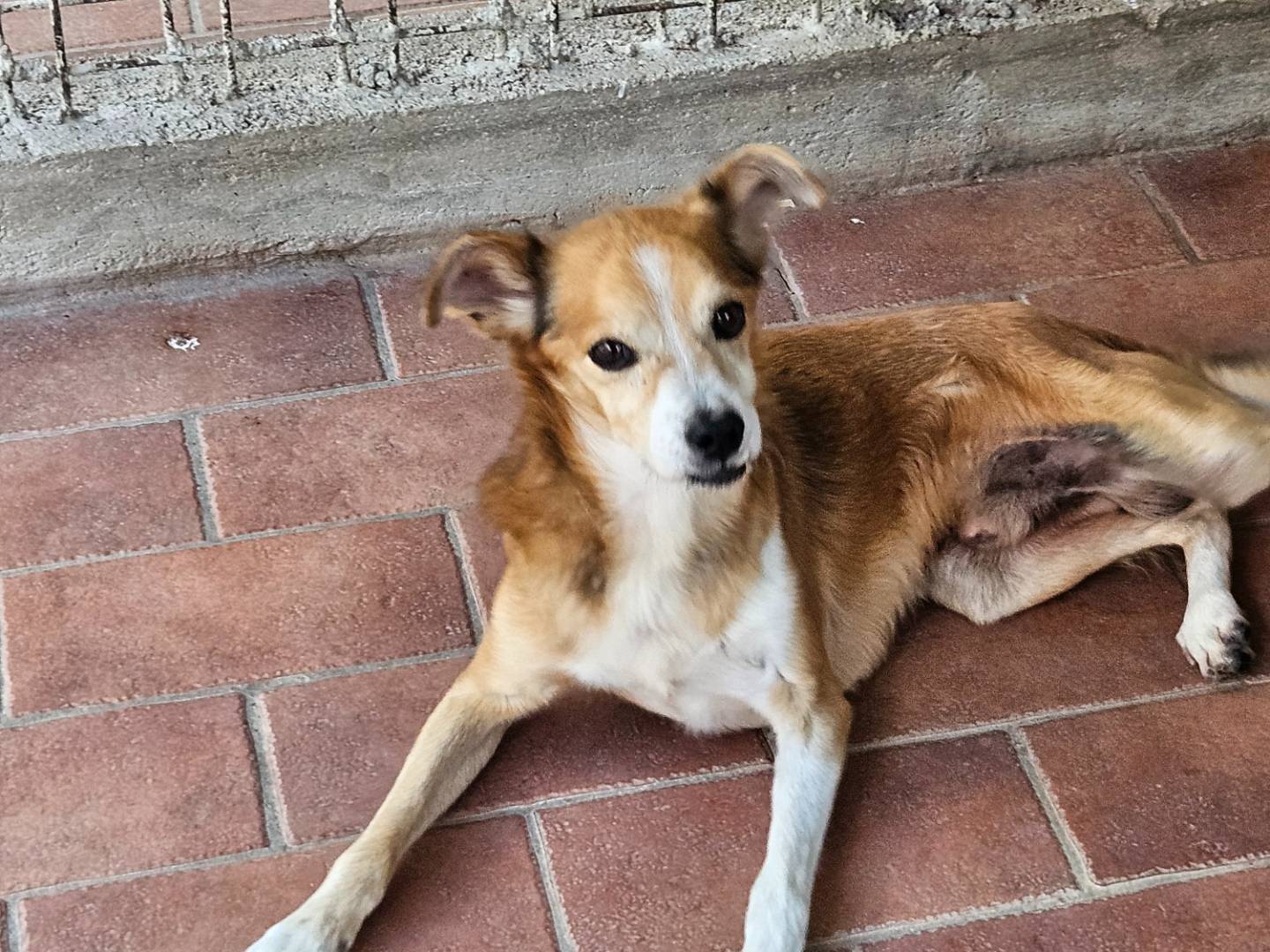 Adotta un cane, taglia piccola, maschio, Terni