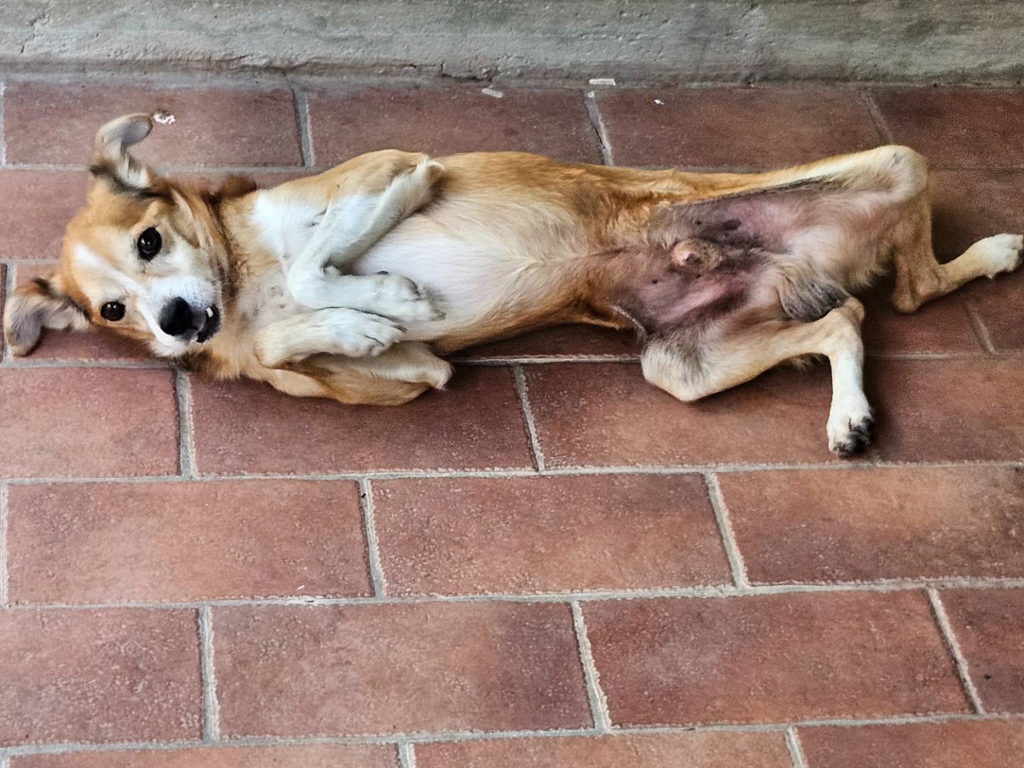 Vuoi adottare un cane a Terni?