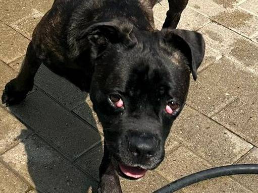 Adotta un cane, femmina, 11 mesi, Milano