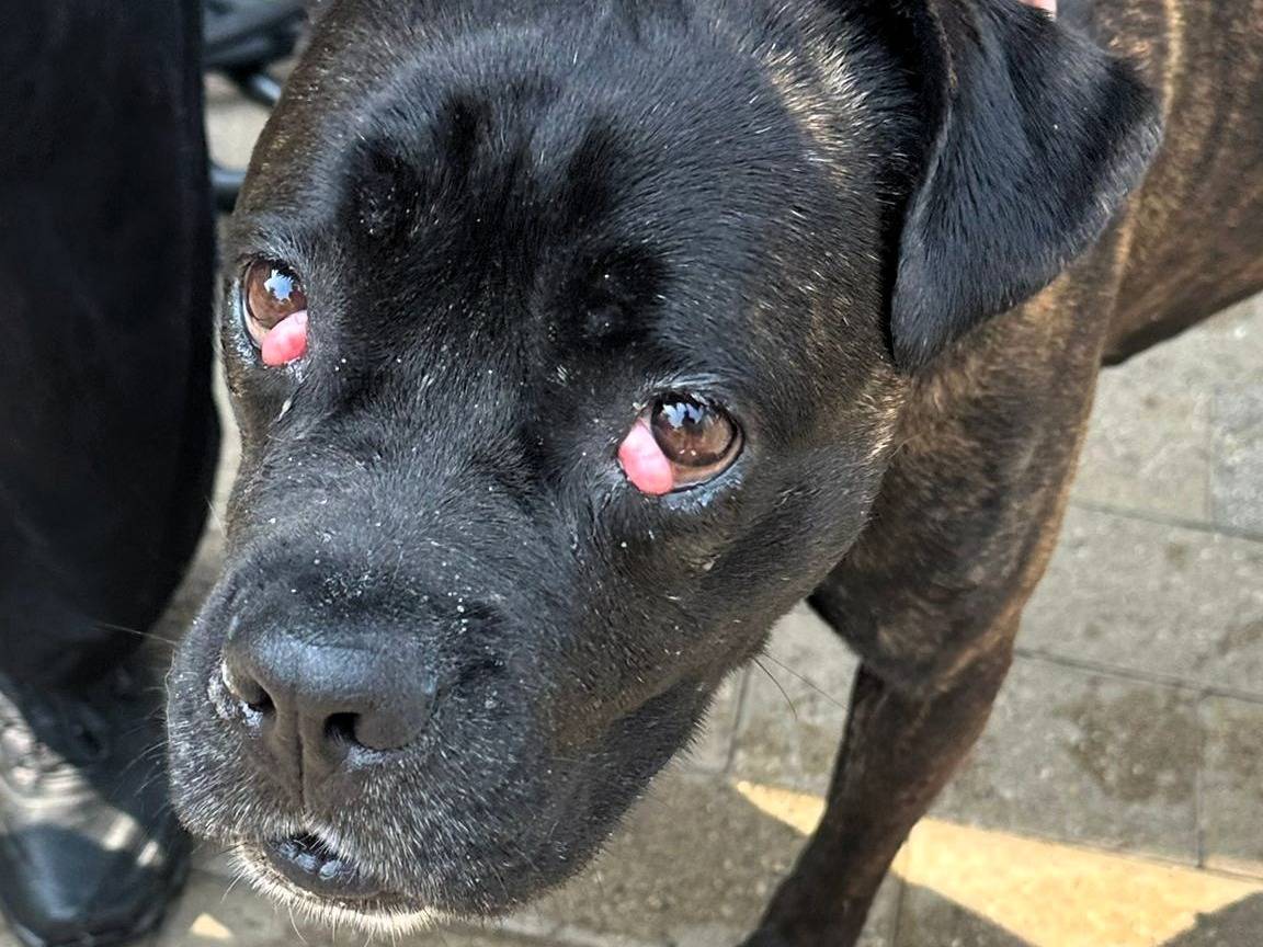 Adotta un cane, taglia media, femmina, Milano