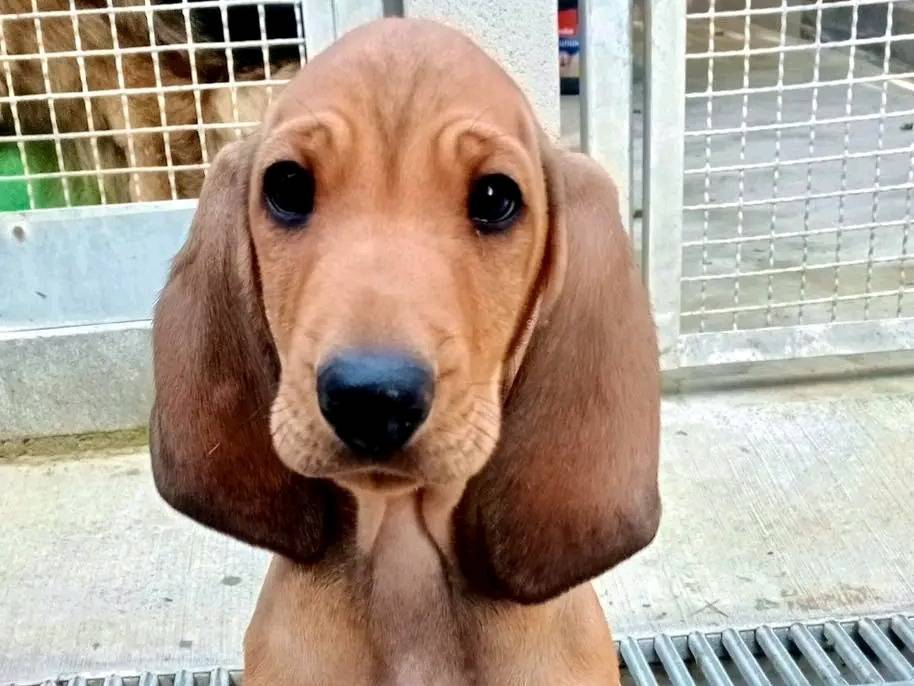 Adozione cane, maschio, Segugio Razza sconosciuta, 2 mesi, taglia media, Cremona