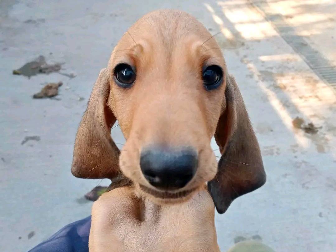 Adotta un cane, maschio, 2 mesi, Cremona