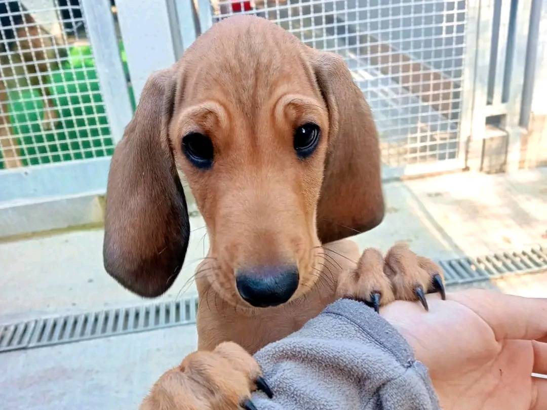 Adotta un cane, taglia media, maschio, Cremona