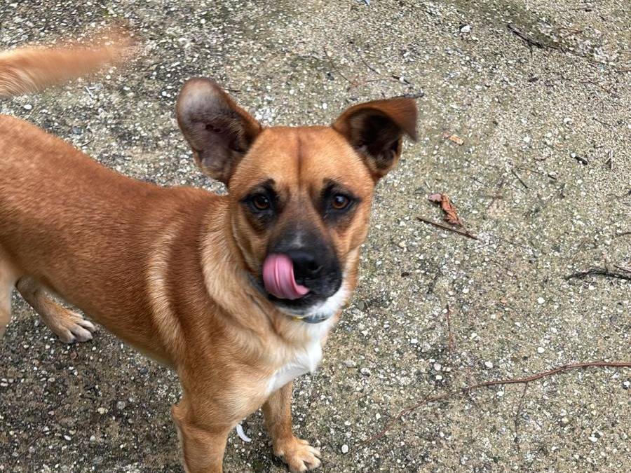 Adotta un cane, maschio, 2 anni, Cosenza