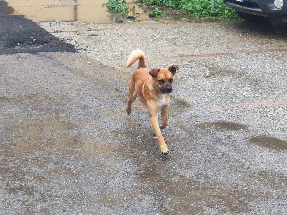 Adotta un cane, taglia media contenuta, maschio, Cosenza