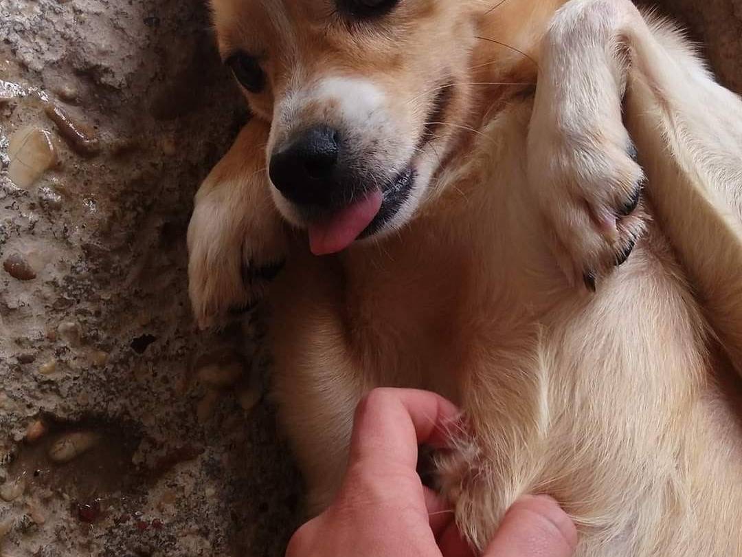 Adotta il cane Biscottino a Terni